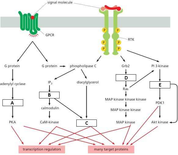 In the following diagram showing five parallel signaling pathways downstream of a receptor tyrosine kinase (RTK) and a G-protein-coupled receptor (GPCR), indicate which boxes (A to E) correspond to the following proteins. Your answer would be a five-letter string composed of letters A to E only, e.g. CDBAE.     ( )	Cyclic AMP ( )	Protein kinase C ( )	Sos ( )	PI(3,4,5)P<sub>3</sub> ( )	Ca<sup>2+</sup> 