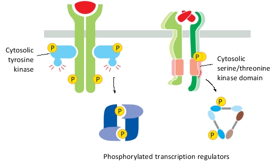 What two cell-surface receptors are represented in the two simplified diagrams below (from left to right) ?   A)  TGFβ receptor and TNF receptor. B)  Cytokine receptor and TNF receptor. C)  TNF receptor and TGFβ receptor. D)  TGFβ receptor and cytokine receptor. E)  Cytokine receptor and TGFβ receptor.