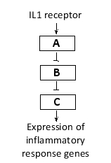 In the following simplified diagram of the NF?B-dependent signaling pathway, indicate which boxes (A to C) correspond to the NF-?B, I?B, and IKK proteins, respectively. Your answer would be a three-letter string composed of letters A to C only, e.g. BCA.    