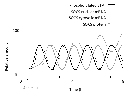 Activated STATs can induce the expression of SOCS proteins, which in turn inhibit the JAK-dependent phosphorylation of the STATs. Under sustained serum stimulation of mouse fibroblast cells, a number of oscillations can be observed as a consequence of this delayed negative feedback loop, as shown in the following simplified graph. According to this graph, approximately how long is the delay in the feedback response, and what process is mainly responsible for it?   A)  1 hour; transcription B)  2 hours; transcription C)  1 hour; mRNA export D)  1 hour; mRNA translation E)  2 hours; mRNA translation