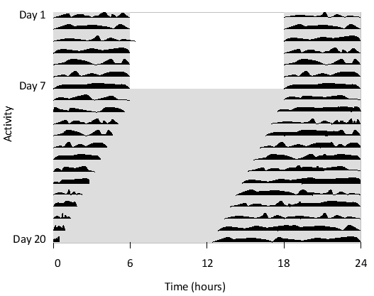You have studied the circadian clock in a certain mouse strain by monitoring the physical activity (e.g. wheel-running)  of a few mice over an extended period of time. For the first week, you kept the mice under normal 12 hr light /12 hr dark cycles; they were then transferred to constant darkness. You have plotted the average activity of the mice in the following graph. The light and dark conditions are represented with white and gray backgrounds, respectively. The activity in each day is plotted in black in one row of the graph, and consecutive days are arranged from the top to the bottom. The horizontal axis represents the time of the day. Based on these results, what is the most accurate estimate for the free-running period of the circadian clock in this mouse strain?   A)  About 25 hr B)  About 24.5 hr C)  About 24 hr D)  About 23.5 hr E)  About 23 hr