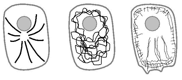 From left to right, indicate if each of the following schematic drawings represents the typical overall organization of actin filaments (A), microtubules (M), or intermediate filaments (I) in an animal cell. Your answer would be a three-letter string composed of letters A, M, and I only; e.g. AMI.    