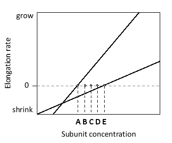 According to the following graph, which shows the elongation rate at the plus and minus ends of actin filaments as a function of actin subunit concentration, at what concentration (A to E) does the total length of the filament remain more or less constant with time (i.e. steady-state treadmilling occurs)?