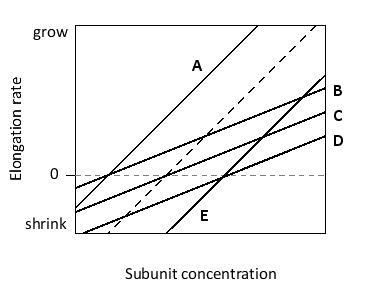 In the following graph, the elongation rate of pure actin filaments as a function of actin subunit concentration is shown as a dashed line. Which one of the other five lines (A to E) would you think better shows what happens when a plus-end capping protein such as CapZ is present?