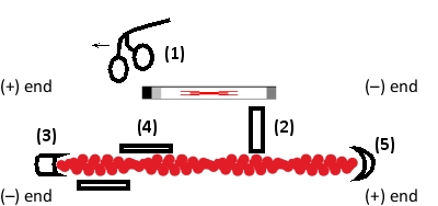 Which of the actin-binding proteins (1 to 5) in the following schematic drawing represents tropomyosin, ?-actinin, Arp 2/3 complex, CapZ, and myosin, respectively? Your answer would be a five-digit number composed of digits 1 to 5 only; e.g. 15324.