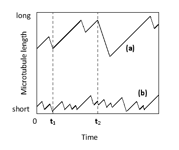 In the following graph that shows changes in the lengths of two microtubules over time, which time point corresponds to a catastrophe for both microtubules? Which trace corresponds to a microtubule with greater dynamic instability?   A)  t₁; trace (a)  B)  t₁; trace (b)  C)  t₂; trace (a)  D)  t₂; trace (b) 