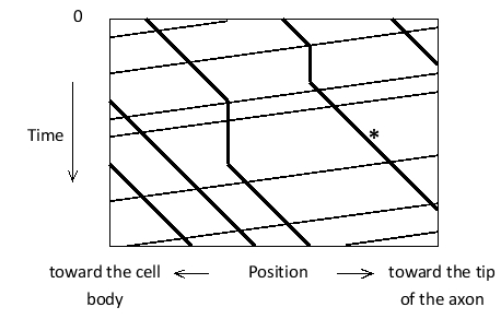 Using time-lapse fluorescence microscopy, you have recorded the transport of fluorescently labeled mitochondria in a region of an axon in a fruit-fly larva; you have plotted the results in the following graph, in which the vertical axis is time (from the top to the bottom) , the horizontal axis is the position along the axon, and each trace represents one mitochondrion. Is the retrograde transport or the anterograde transport of mitochondria faster in these axons? Does the trace indicated by an asterisk correspond to a mitochondrion that was transported by a dynein or a kinesin?   A)  Anterograde; kinesin B)  Anterograde; dynein C)  Retrograde; kinesin D)  Retrograde; dynein