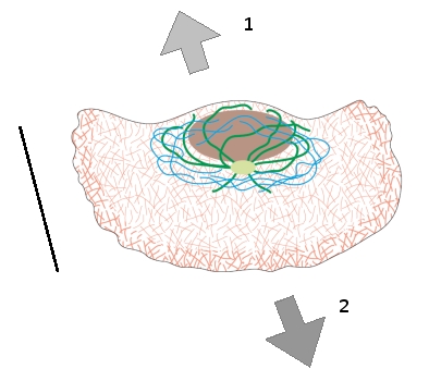 In the following schematic drawing, in which direction (1 or 2)  is the keratocyte migrating? What is the approximate length of the cell indicated by the bar on the left?   A)  Direction 1; about 20 µm B)  Direction 1; about 2 µm C)  Direction 2; about 20 µm D)  Direction 2; about 2 µm E)  Either direction; about 2 µm