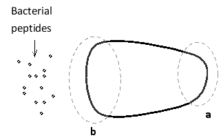 <strong>In the following schematic drawing of a polarized neutrophil engaged in chemotaxis, in what region (a or b) does Rac activity dominate? What other member of the Rho family dominates at the other region? </strong> A) Region (a); Rho B) Region (a); Cdc42 C) Region (b); Rho D) Region (b); Cdc42