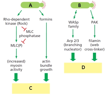 Considering the diagram below, which summarizes two signaling pathways initiated by activated GTPases of the Rho family, what letter (A to D) corresponds to each of the following? Your answer would be a four-letter string composed of letters A to D only, e.g. ABCD.     ( )	Rac-GTP ( )	Rho-GTP ( )	Lamellipodia formation ( )	Stress-fiber formation 