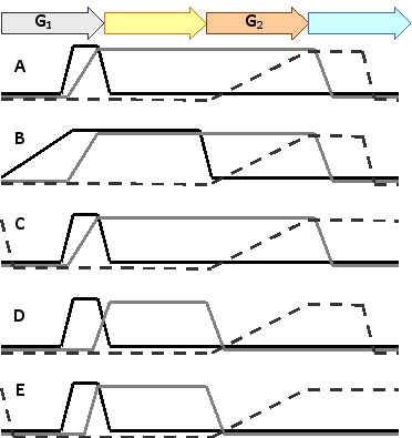 Which of the following simplified diagrams better shows the changes in the concentrations of three major cyclin-Cdk complexes (G?/S-Cdk, S-Cdk, and M-Cdk) in the cell in different stages of the cell cycle?   