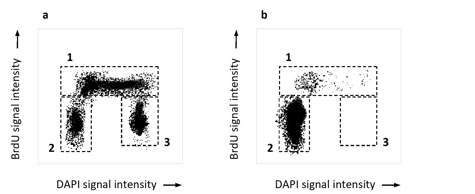 You have been studying the effect of loss-of-function mutations in the Cdk inhibitor protein (CKI) p21. You add the drug fucoxanthin to cell cultures harboring either wild-type or mutant versions of the p21 gene. Fucoxanthin is known to induce cell-cycle arrest in G1. After a day, you add the thymidine analog BrdU to the culture media, collect the cells after an hour, treat them with anti-BrdU antibody and the fluorescent DNA stain DAPI, and finally subject them to fluorescence-activated cell sorting (FACS). The FACS data can be viewed as a two-dimensional dot plot composed of thousands of dots, in which each cell is represented by one dot at coordinates that correspond to the intensities of the DAPI fluorescence signal (X axis) and BrdU fluorescence signal (Y axis) for that cell. Answer the following question(s) according to the simplified dot plot below, generated from your experiment.    -Indicate which boxed region (1, 2, or 3) in the FACS plots corresponds better to each of the following phases of the cell cycle. Your answer would be a three-digit number composed of numbers 1 to 3, with each number used once, e.g. 312. ( )	G<sub>1</sub> phase ( )	S phase ( )	G<sub>2</sub> and M phases 