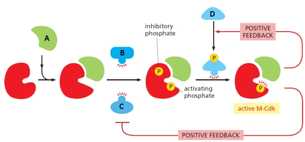 The following schematic diagram shows the activation of M-Cdk in mitosis. Indicate which proteins below correspond to those indicated as A to D in the diagram. Your answer would be a four-letter string composed of letters A to D only, e.g. BACD. ( ) Wee1 ( ) CAK ( ) Cdc25 ( ) M-cyclin