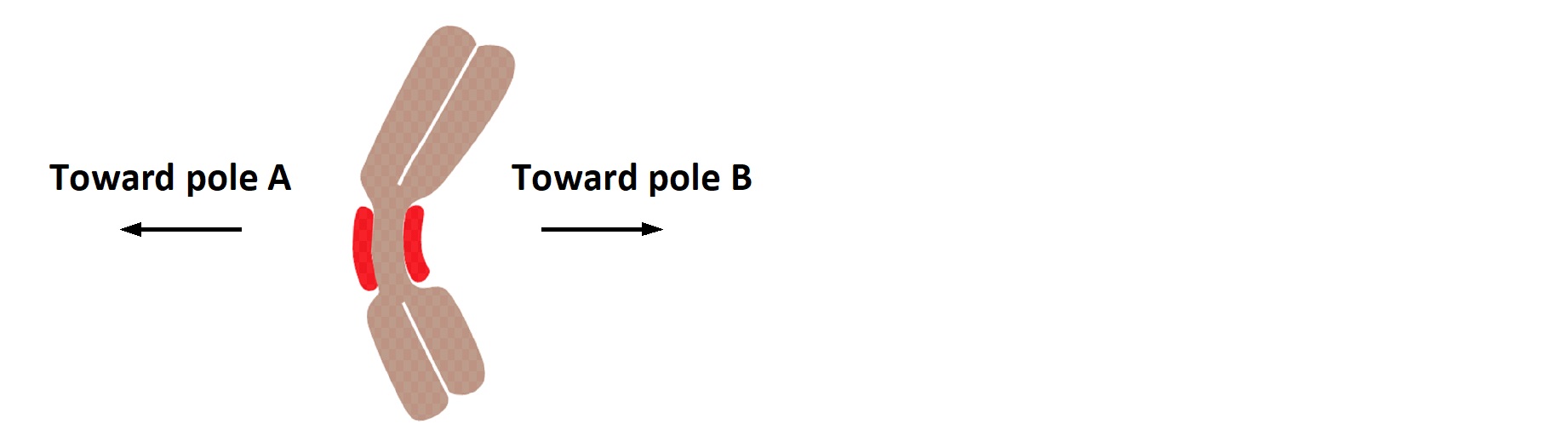 In the following schematic drawing of a vertebrate prometaphase chromosome as seen under a microscope, indicate whether the chromosome is more likely to be closer to pole A or pole B. Write down A or B as your answer.
