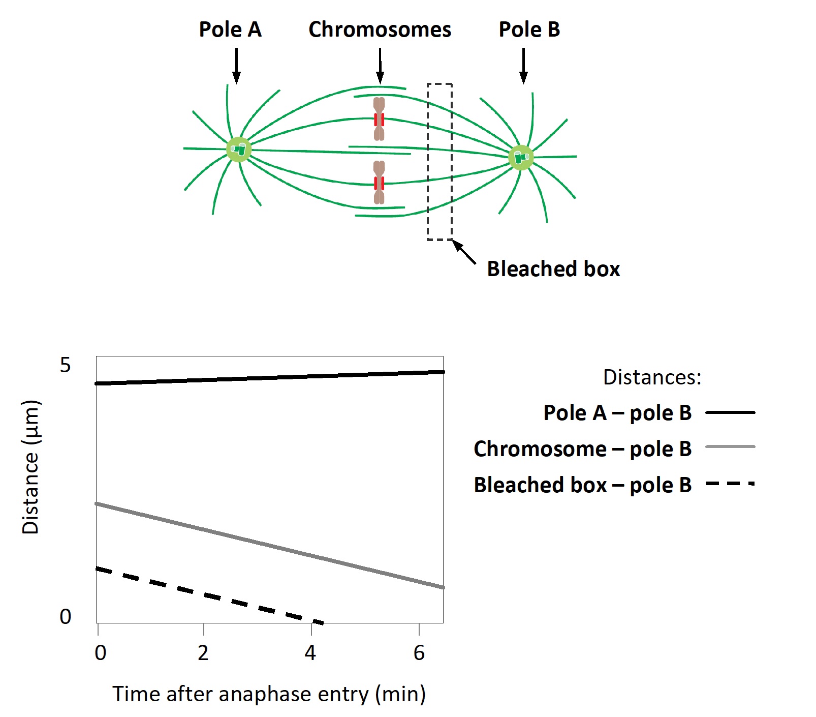 To study chromosome movement during anaphase in mammals, you have injected fluorescently labeled tubulin subunits into cells such that microtubules can be seen under a fluorescence microscope. You then use a relatively strong laser beam to bleach the fluorescent dyes in a limited area of a metaphase cell, as indicated in the schematic diagram below, and follow the progression of mitosis under the microscope by time-lapse imaging. You then use the images to measure the change in distance between various components, and plot the results in the graph below. Answer the following question(s) based on these results. -Based on the results from the experiment, which is dominant in this cell: anaphase A or anaphase B? Write down A or B as your answer.