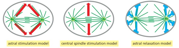 Three models for contractile-ring positioning in animal cells are presented in the schematic diagrams below. Answer the following question(s) according to these models.    -In classic experiments carried out in the 1960s and schematized below, an egg of the sand dollar Echinarachnius parma was made into a torus shape using a glass bead on the end of a needle, to study the influence of microtubules on cleavage-furrow positioning. The cells were allowed to undergo two rounds of mitosis. After the second mitosis, an extra furrow (indicated by a red arrowhead) was observed between the two asters that did not have a spindle between them. Which of the models (1 to 3) is more consistent with this observation? Write down 1, 2, or 3 as your answer.    