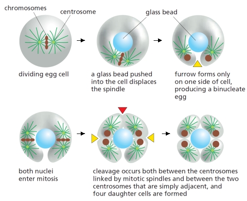 Three models for contractile-ring positioning in animal cells are presented in the schematic diagrams below. Answer the following question(s) according to these models.    -In classic experiments carried out in the 1960s and schematized below, an egg of the sand dollar Echinarachnius parma was made into a torus shape using a glass bead on the end of a needle, to study the influence of microtubules on cleavage-furrow positioning. The cells were allowed to undergo two rounds of mitosis. After the second mitosis, an extra furrow (indicated by a red arrowhead) was observed between the two asters that did not have a spindle between them. Which of the models (1 to 3) is more consistent with this observation? Write down 1, 2, or 3 as your answer.    