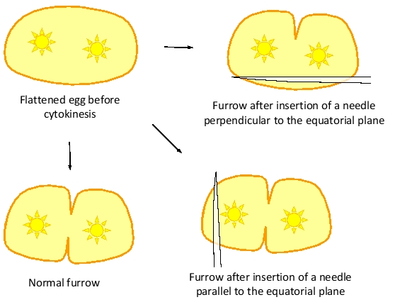 Three models for contractile-ring positioning in animal cells are presented in the schematic diagrams below. Answer the following question(s) according to these models.    -In experiments on the flattened eggs of the sea urchin Tripneustes gratilla, cytokinesis was analyzed after placing a small physical barrier (e.g. a glass needle or an oil droplet) between the spindle and various areas of the cell cortex. Blocks that were located over the equatorial plane prevented furrow formation in the proximal membrane, whereas blocks located in other areas did not affect furrowing. Which model (1 to 3) is NOT supported by these results? Write down 1, 2, or 3 as your answer.    