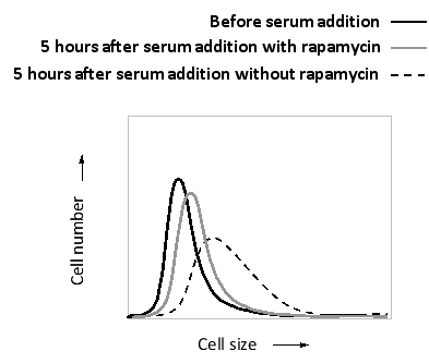You have synchronized a culture of HeLa cells so that the cells are all at the same stage in the cell cycle. You then treat the cells with serum containing nutrients and growth factors in the presence or absence of the drug rapamycin. The distribution of cell sizes in the two cell populations is shown below. Based on these results, do you think rapamycin is an activator or inhibitor of the TOR complex? Is the S6 kinase expected to be up-regulated or down-regulated in the presence of rapamycin?   A)  Activator; up-regulated B)  Activator; down-regulated C)  Inhibitor; up-regulated D)  Inhibitor; down-regulated Answers