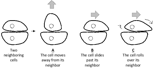 Cadherin molecules at the cell surface are often clustered side-to-side to create a molecular Velcro that attaches the cell to another cell or to the extracellular matrix. In the following simplified drawings, two cells are initially attached via such a Velcro. When one of the cells moves in either of three different ways (A to C), it is faced with a mechanical resistance from the cadherin interactions. The resistance against which type of movement do you think is the weakest? Write down A, B, or C as your answer.   