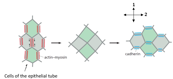 Consider a sheet of epithelial tissue that invaginates to form a tube along the anterior-posterior axis of a developing vertebrate embryo. The tube is then closed concomitant with a  convergence and extension  process similar to that observed in germ-band extension in Drosophila melanogaster. During this process, the tube elongates and narrows before pinching off from the sheet. Which axis (1 or 2) in the following schematic drawing of the tube cells do you think corresponds to the anterior-posterior axis? Write down 1 or 2 as your answer.    