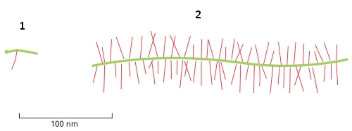 In the following schematic drawings of aggrecan and decorin, which one (1 or 2)  corresponds to aggrecan? Which one (1 or 2)  is synthesized primarily by chondrocytes in cartilage?   A)  1; 1 B)  1; 2 C)  2; 1 D)  2; 2