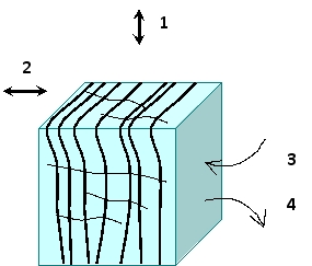 <strong>In the following schematic diagram of a cubic plant cell that has just left the meristem zone, the cellulose microfibrils are shown as black lines. In which direction (1 or 2) do you think the cell will elongate when the cell grows? If the cell wall is momentarily dissolved, in what direction (3 or 4) would water tend to flow?  </strong> A) 1; 3 B) 1; 4 C) 2; 3 D) 2; 4 <div style=padding-top: 35px> 