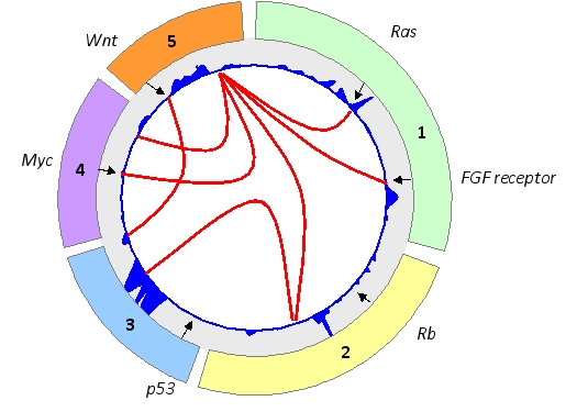 Myelomas are cancers of blood plasma cells-white blood cells that are normally responsible for producing large quantities of antibodies. In the following Circos plot for myelomas in a hypothetical mammalian genome, the interchromosomal rearrangements are indicated by red lines and variations in copy numbers are indicated in blue. The positions of named genes are indicated with arrows. On which chromosome do you expect to find the antibody genes? Write down the chromosome number (1 to 5) as your answer.    
