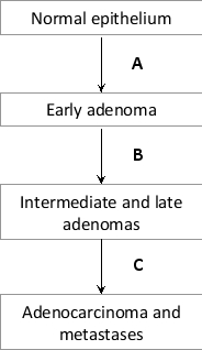 The following simplified diagram shows the typical sequence of genetic changes in a developing colorectal carcinoma. Indicate which event (A to C) corresponds to the following changes. Your answer would be a three-letter string composed of letters A to C only, e.g. CAB.     ( )	Activation of K-Ras ( )	Loss of p53 ( )	Loss of Apc 
