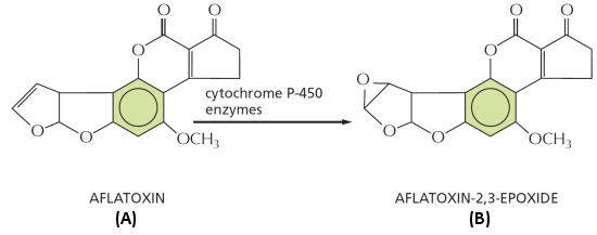 Which of the molecules (A or B) in the following drawing is a more potent mutagen? Write down A or B as your answer.   
