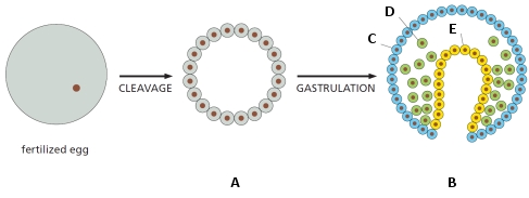The simplified drawing below depicts early stages of animal development. Indicate which letter (A to E) in the drawing corresponds to each of the following terms. Your answer would be a five-letter string composed of letters A to E only, e.g. ECDBA.     ( )	Blastula ( )	Ectoderm ( )	Endoderm ( )	Mesoderm ( )	Gastrula 