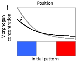 Imagine a morphogen gradient established from left to right in a field of cells in a developing tissue, as shown in the following schematic diagram. Below a first threshold of morphogen concentration, cells do not respond to the morphogen and express gene  red  by default. Cells exposed to morphogen concentrations above this threshold respond by expressing gene  white  instead, while those exposed to even higher concentrations, above a second threshold, express gene  blue.  As shown, the initial pattern resembles a French flag with equally wide blue, white, and red expression domains. With no other change, if the diffusion rate of the morphogen is increased (by a modification that decreases its affinity for heparan sulfate proteoglycans, for example), the gradient profile changes from the gray curve to the black curve, as indicated. Under this new condition, indicate whether each of the following would be expected to increase (I), decrease (D), or remain unchanged (U) in its range. Your answer would be a three-letter string composed of letters I, D, and U only, e.g. UUI.     ( )	Blue expression domain ( )	White expression domain ( )	Red expression domain 