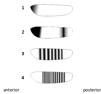 In a developing Drosophila melanogaster embryo, a hierarchy of gene regulatory interactions subdivides the embryo to regulate progressively finer details of patterning. For each of the following proteins, indicate which expression pattern (1 to 4) in the schematic drawing below is more appropriate. Your answer would be a four-digit number composed of digits 1 to 4 only, with each digit used once, e.g. 3412.     ( )	Hunchback (product of a gap gene) ( )	Engrailed (product of a segment-polarity gene) ( )	Bicoid (product of an egg-polarity gene) ( )	Even-skipped (product of a pair-rule gene) 