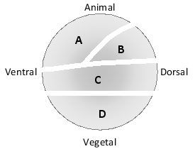 In the following fate map for the Xenopus blastula, indicate which zone in the map (A to D) better corresponds to each of the following fates. Your answer would be a four-letter string composed of letters A to D only, e.g. DCAB.     ( )	Lung ( )	Blood ( )	Brain ( )	Skin 