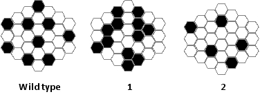 The result of Notch-mediated competitive lateral inhibition in a patch of wild-type cells is depicted on the left in the following schematic drawing, in which the black cells have become specialized. Consider a genetic mutation that interferes with intracellular Notch signaling in such a way that Notch can no longer regulate Delta effectively. Which drawing (1 or 2)  better represents the outcome with cells bearing this mutation? Do the specialized cells (black hexagons)  have active or inactive Notch at their surface?   A)  Drawing 1; active Notch B)  Drawing 1; inactive Notch C)  Drawing 2; active Notch D)  Drawing 2; inactive Notch