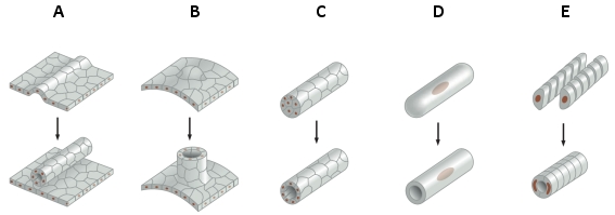 Which cell behavior depicted below is involved in the tube formation that underlies the development of lungs and trachea?   <div style=padding-top: 35px> 