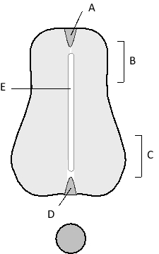 A cross section of a developing spinal cord in a vertebrate embryo is shown in the schematic drawing below. Indicate which feature in the drawing (labeled A to E) better matches each of the following descriptions. Your answer would be a four-letter string composed of letters A to E only, e.g. AAEB.     ( )	It contains motor neurons. ( )	It is the floor plate. ( )	It secretes BMP and Wnt signals. ( )	It contains sensory neurons. 