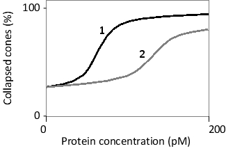 <strong>You have grown neurons in a culture dish containing laminin and have induced axon outgrowth. You now incubate the cells in the presence of various concentrations of two secreted proteins (1 and 2). You then fix the cells, stain them with rhodamine-phalloidin (a fluorescent dye that selectively labels actin filaments), and finally use a fluorescence microscope to examine the axons. Some of the axon tips have lost their spread morphology (with lamellipodia shrunk and filopodia retracted) and lack significant fluorescence. You call these collapsed cones. In the following graph, the percentage of cones that have collapsed is plotted as a function of concentration of proteins 1 and 2. Do you expect these proteins to be chemoattractants or chemorepellents in guiding axonal growth cones? Which one is more potent?  </strong> A) Chemoattractants; protein 1 is more potent. B) Chemoattractants; protein 2 is more potent. C) Chemorepellents; protein 1 is more potent. D) Chemorepellents; protein 2 is more potent. E) Protein 1 is a chemoattractant, and protein 2 is a chemorepellent; protein 2 is more potent. <div style=padding-top: 35px> 