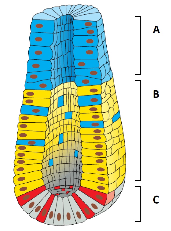 The schematic drawing below shows the cross section of a crypt in the gut epithelium of a mammal. Indicate whether each of the following descriptions better applies to the areas labeled A, B, or C. Your answer would be a four-letter string composed of letters A to C only, e.g. CCBB.     ( ) The stem cells reside in this area. ( ) This area contains the most rapidly dividing cells. ( ) Cells in this area would show the least radioactivity following a pulse of tritiated thymidine. ( ) This area contains cells of the innate immune system. 
