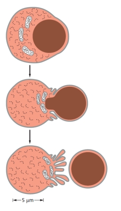 Which mammalian blood cell type undergoes the developmental event shown schematically in the following drawing as part of its maturation?   A) Monocyte B) Megakaryocyte C) Erythrocyte D) Lymphocyte E) Granulocyte