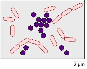 In Gram staining, crystal violet (a violet dye) is used to specifically stain Gram-positive bacteria. After performing Gram staining on a bacterial sample taken from an infected animal tissue, you observe the results with a microscope. You find two major types of bacteria in the sample, as shown in the schematic drawing below. According to these results, indicate whether each of the following statements is correct (C) or incorrect (I). Your answer would be a three-letter string composed of letters C and I only, e.g. CCC.     ( )	The Gram-positive bacteria in this sample are bacilli. ( )	Crystal violet stains lipopolysaccharide (LPS). ( )	The bacteria stained violet in this sample have a thicker layer of peptidoglycan compared to the other bacteria. 