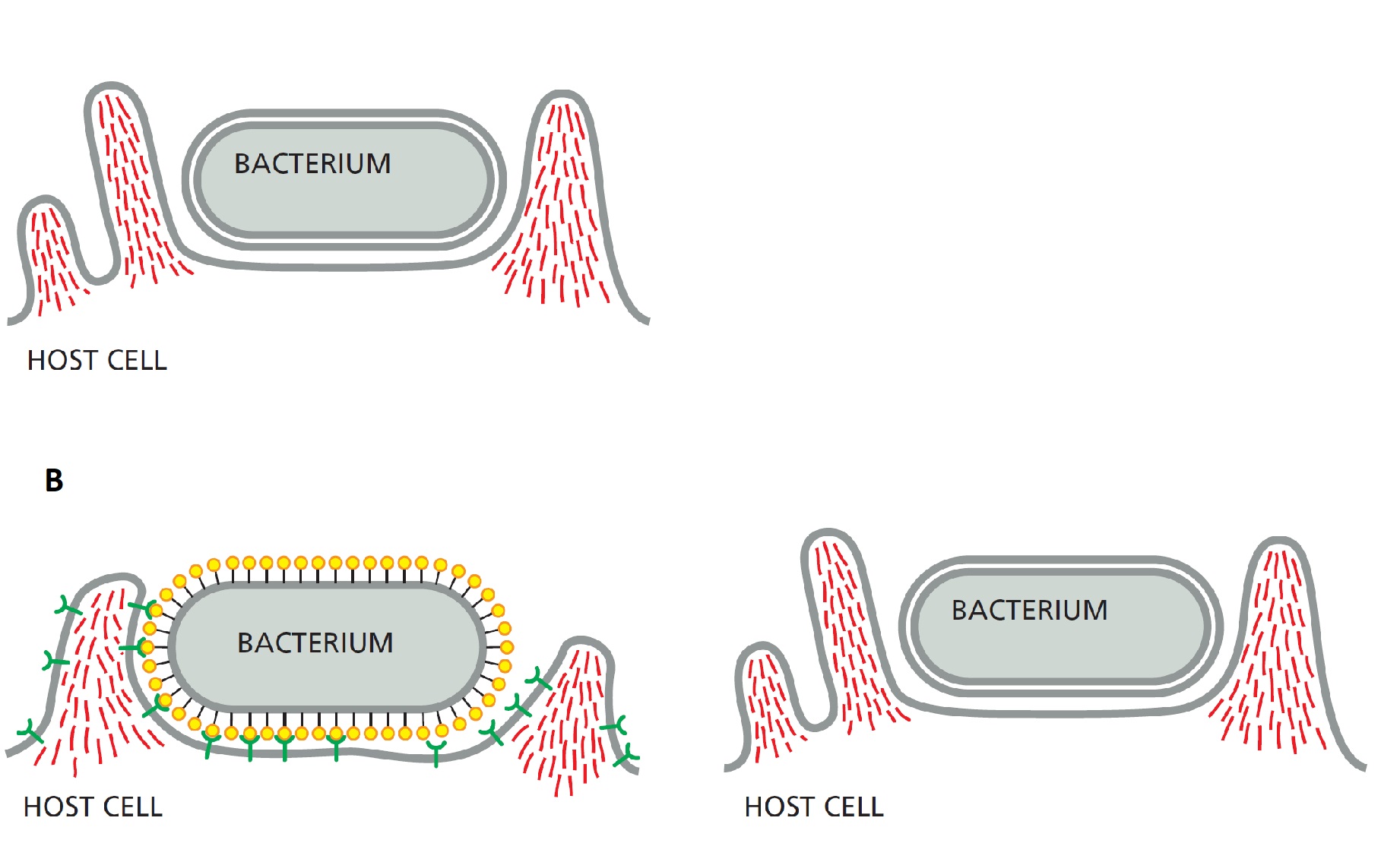 To enter the host cell, intracellular bacterial pathogens can induce phagocytosis in cells that are normally nonphagocytic. This is done by two major mechanisms depicted in the following schematic diagrams (A and B). Indicate whether each of the following descriptions better applies to mechanism A or B. Your answer would be a four-letter string composed of letters A and B only, e.g. ABAA.     ( ) It is called the zipper mechanism. ( ) It depends on invasin proteins on the surface of the bacterium that bind to their receptors on the surface of the host cell. ( ) It depends on the injection of effector proteins into the host cell by a bacterial secretion system. ( ) It resembles the process of macropinocytosis. 