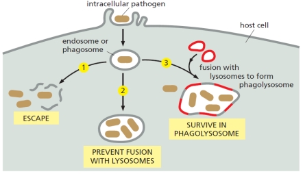 An intracellular pathogen uses one of three major strategies to survive and replicate once inside the host cell, as shown in the schematic drawing below. Indicate which strategy (1, 2, or 3) each of the following pathogens employs for this purpose. Your answer would be a three-digit number composed of digits 1 to 3 only, e.g. 332.     ( )	Listeria monocytogenes ( )	Legionella pneumophila ( )	Shigella flexneri 