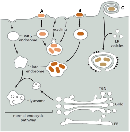 Modifications of membrane traffic in host cells by three bacterial pathogens are shown in the following schematic drawing. Indicate whether each of the following bacteria is represented by A, B, or C in the drawing. Your answer would be a three-letter string composed of letters A to C only, e.g. BCA.     ( )	It is a common cause of food poisoning in humans. ( )	It causes the life-threatening lung infection tuberculosis. ( )	It is the cause of a type of pneumonia known as Legionnaire's disease. 