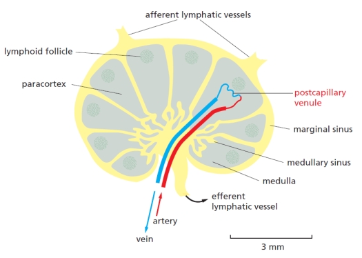 If heart surgery is necessary in a newborn, the thymus is sometimes removed to gain better access to the heart. If a lymph node of such a patient is later studied in a microscope, one particular area of the node is found to have an unusually low number of cells. Looking at the drawing below, what is the name of this area?    