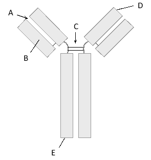 In the schematic drawing of an antibody molecule below, indicate which letter (A to E) corresponds to each of the following features. Your answer would be a five-letter string composed of letters A to E only, e.g. DAECB.     ( )	N-terminus ( )	C-terminus ( )	Light chain ( )	Antigen-binding site ( )	Disulfide bond 