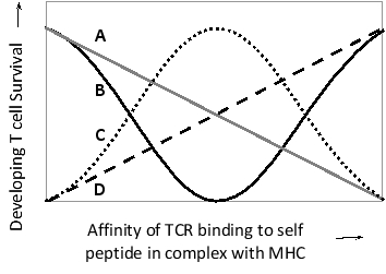In the following schematic diagram, which curve (A to D) do you think better shows the qualitative relationship between the affinity of a developing T cell's TCR for self-peptide-MHC complexes in the thymus and the survival chance of the cell?   