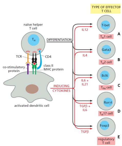 The schematic drawing below summarizes the differentiation of naïve helper T cells (TH cells) into various effector T cells, which occurs in a peripheral lymphoid organ. Indicate which effector cell (A to E) in the drawing is better described by each of the following descriptions. Your answer would be a four-letter string composed of letters A to E only, e.g. DEAE.     ( )	It can also develop from thymocytes in the thymus, as well as from naïve TH cells. ( )	It suppresses the development, activation, or function of most other immune cells. ( )	It produces IFN? and activates macrophages. ( )	They reside in lymphoid follicles close to developing B cells. 