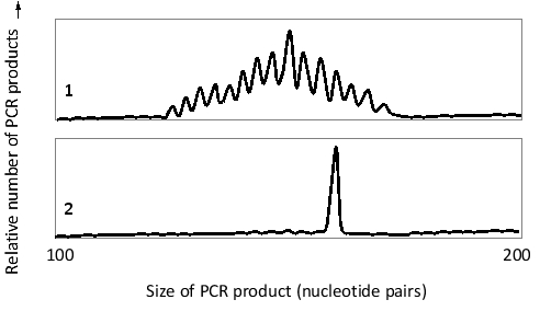 A patient with persisting larger-than-normal lymph nodes is suspected to have a T cell lymphoma, a cancer of T lymphocytes. Abnormally enlarged lymph nodes are also found in local infections, when lymphocytes are activated to proliferate there. In order to distinguish between cancer and infection, you take tissue samples from the patient, as well as from a healthy individual, and perform a so-called clonality test. You extract DNA from the tissues and amplify a small chromosomal region that includes the T-cell-receptor ? chain D-J junctions. Amplification is done by PCR, using primers that hybridize to specific DNA sequences flanking the junctions. You then analyze the size distributions of the PCR products by capillary electrophoresis, which makes it possible to distinguish between DNA molecules with small differences in size. Based on the results, presented in the following schematic graphs, you conclude that, unfortunately, it is likely that the patient has developed a T cell lymphoma. Which graph (1 or 2) represents the patient's test results? Write down 1 or 2 as your answer.    