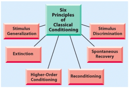 The phenomenon in the Little Albert experiment, in which Little Albert learned to fear not only the rat (the CS)  but other objects as well such as a rabbit, is an example of ___________.   A)  stimulus generalization B)  extinction C)  reinforcement D)  stimulus discrimination